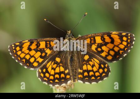 Gros plan détaillé sur un frillaire méditerranéen de Heath Sud, Melitaea celadussa avec ailes étalées Banque D'Images