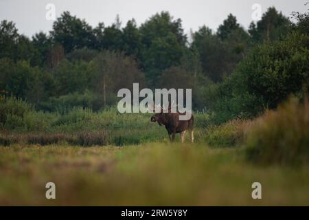 Élan européen pendant l'ornière dans le parc Biebrzanski. Le mâle de wapitis marche sur la prairie. Orignal en saison d'automne. Énorme cerf avec des bois plats. Banque D'Images