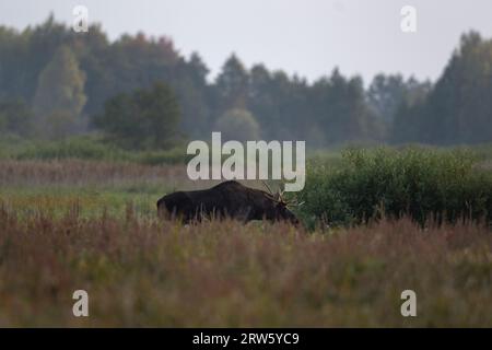 Élan européen pendant l'ornière dans le parc Biebrzanski. Le mâle de wapitis marche sur la prairie. Orignal en saison d'automne. Énorme cerf avec des bois plats. Banque D'Images