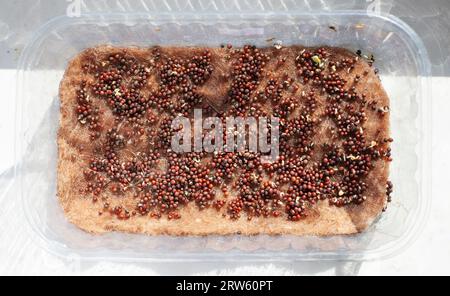 Graines dans un plateau de germination, microgreens de chou Banque D'Images