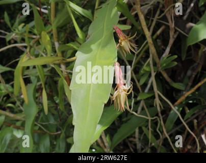 Vue rapprochée d'une tige de plante Reine de la nuit (Epiphyllum Oxypetalum) avec les deux boutons floraux en phase de développement précoce Banque D'Images