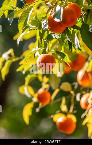 Oranges mûres de Séville sur un arbre, avec une faible profondeur de champ Banque D'Images