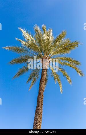 Un palmier poussant sous le soleil espagnol avec un ciel bleu clair au-dessus Banque D'Images