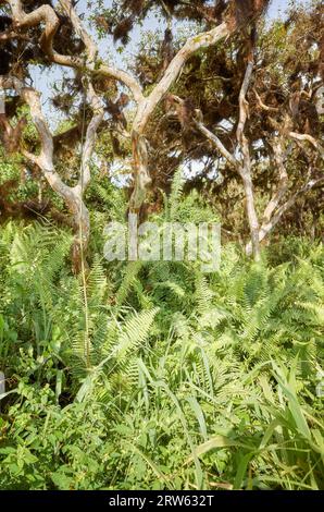 Végétation dense dans une jungle, îles Galapagos, Équateur. Banque D'Images