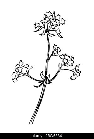 dessin graphique linéaire d'une fleur sauvage. Plantes et fleurs Banque D'Images