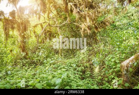 Végétation dense dans une jungle, îles Galapagos, Équateur. Banque D'Images