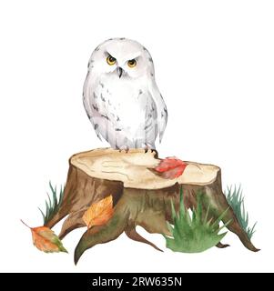 Aquarelle illustration réaliste d'un hibou des neiges sur une souche. Forêt d'automne. Parfait pour carte postale et décoration de chambre d'enfants Banque D'Images