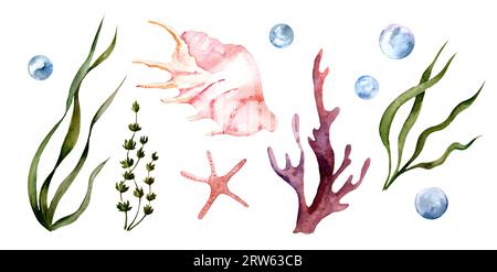 Ensemble d'illustrations nautiques isolé sur fond blanc. Coquillages, coraux, algues. Océan. vie sous-marine, coquillages Banque D'Images