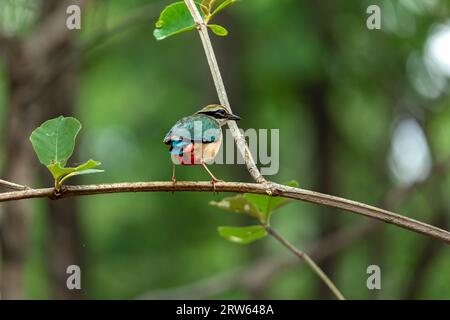 Inde Pitta assis sur la branche au parc national de Pench, Nagpur, Maharashtra, Inde Banque D'Images