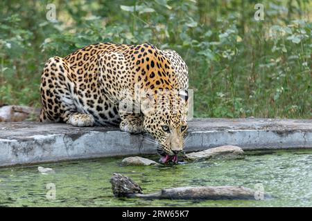 Léopard eau potable à un point d'eau dans la réserve de léopard de Jhalana dans la banlieue de la ville des palais - Jaipur, Inde Banque D'Images