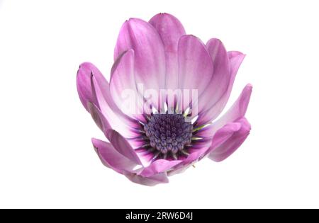 Un fond blanc de fleur d'Osteosperumum rose violet. Gros plan de macro Banque D'Images