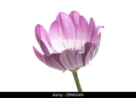 Un fond blanc de fleur d'Osteosperumum rose violet. Gros plan de macro Banque D'Images