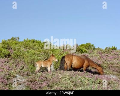 Jument semi-sauvage et poulain du parc national de Peneda Gerês dans le nord du Portugal Banque D'Images