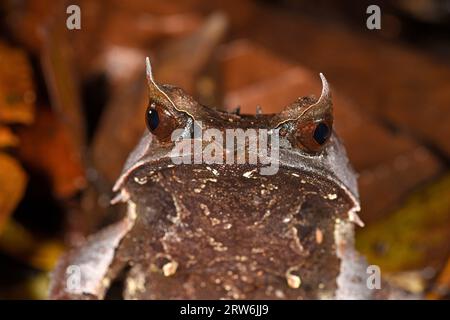 Grenouille cornée à long nez (Megophrys nasuta) gros plan de cornes et de tête, Sabah, Bornéo, Malaisie Banque D'Images
