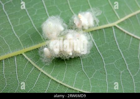 Coquilles de cocon d'insectes sur plantes sauvages, Chine du Nord Banque D'Images