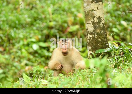 Macaque à queue de cochon du Sud (Macaca nemestrina) assis sur le sol de la forêt avec de la nourriture à la main, Sabah, Bornéo, Malaisie Banque D'Images