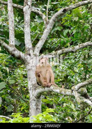 Macaque à queue de cochon du Sud (Macaca nemestrina) jeune adulte assis dans un arbre, Sabah, Bornéo Banque D'Images