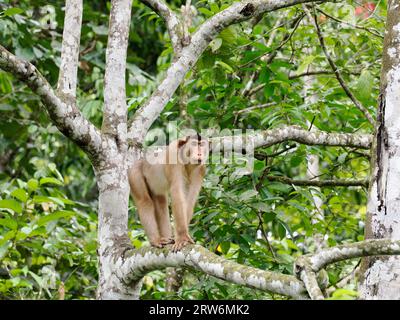 Macaque à queue de cochon du Sud (Macaca nemestrina) jeune adulte grimpant, Sabah, Bornéo, Malaisie Banque D'Images