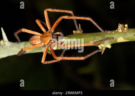 Prédateur Huntsman Spider (Sparassidae) Danum Valley, Sabah, Bornéo Banque D'Images