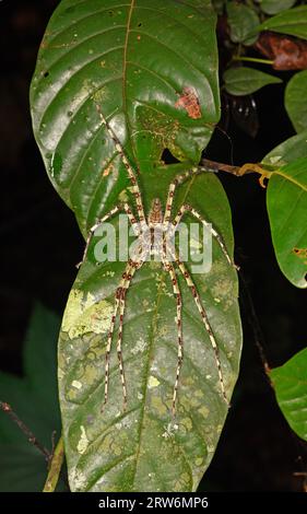 Lichen Huntsman Spider (Heteropoda boiei) araignée imitant le lichen reposant sur la feuille, Vallée du Danum, Sabah, Bornéo Banque D'Images