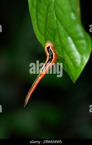 Leech de tigre ou Leech de terre piquante (Haemadipsa picta) accrochée à la feuille verte, Bornéo Malaisie Banque D'Images