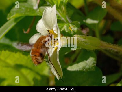 Macro, vue latérale détail d'une bordure sombre ou d'une grande mouche des abeilles (Bombylius Major) se nourrissant de nectar d'une fleur d'primeur (Primula vulgaris). Banque D'Images