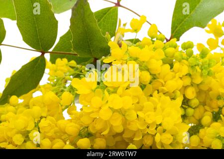 Fleurs de Mahonia isolées sur fond blanc Banque D'Images