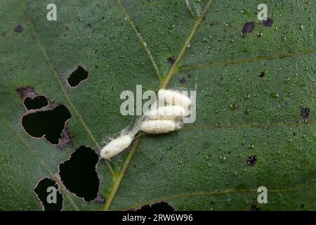 Coquilles de cocon d'insectes sur plantes sauvages, Chine du Nord Banque D'Images