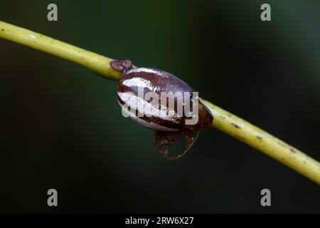 Coquilles de cocon d'insectes sur plantes sauvages, Chine du Nord Banque D'Images