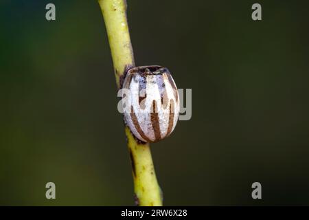 Coquilles de cocon d'insectes sur plantes sauvages, Chine du Nord Banque D'Images