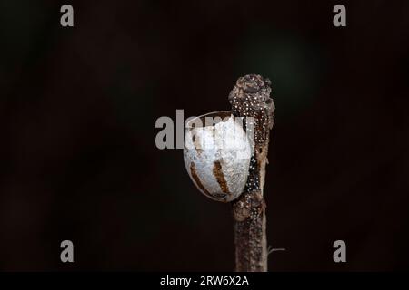 Coquilles de cocon d'insectes sur plantes sauvages, Chine du Nord Banque D'Images