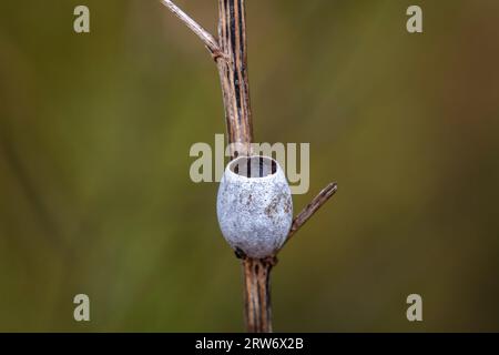 Coquilles de cocon d'insectes sur plantes sauvages, Chine du Nord Banque D'Images