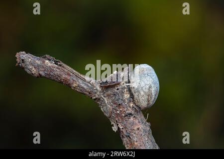 Coquilles de cocon d'insectes sur plantes sauvages, Chine du Nord Banque D'Images