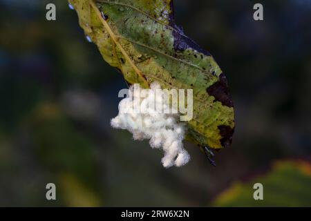 Coquilles de cocon d'insectes sur plantes sauvages, Chine du Nord Banque D'Images