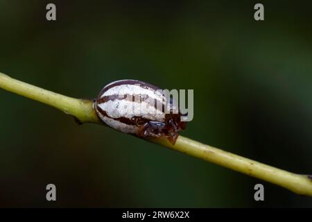 Coquilles de cocon d'insectes sur plantes sauvages, Chine du Nord Banque D'Images