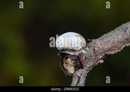 Coquilles de cocon d'insectes sur plantes sauvages, Chine du Nord Banque D'Images