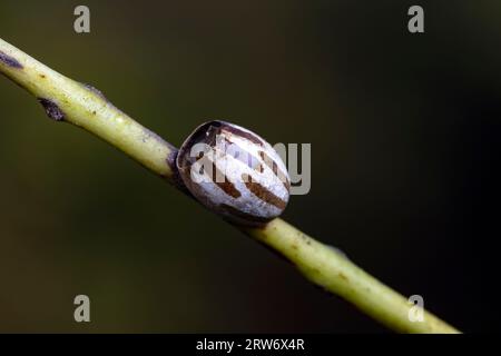 Coquilles de cocon d'insectes sur plantes sauvages, Chine du Nord Banque D'Images