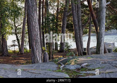 Forêt de pins de croissance ole de rivage de mer Banque D'Images