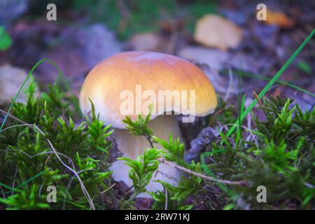 Magnifique bannière de champignons boletus edulis dans une mousse verte étonnante. Vieux champignons de forêt magique. Champignons blancs en journée ensoleillée. Banque D'Images