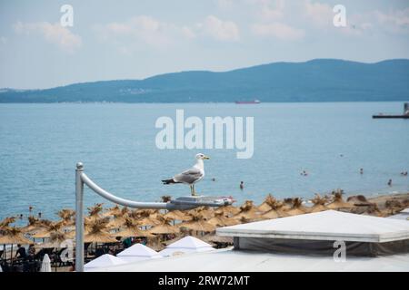 Une mouette à pattes jaunes (Larus michahellis) assise sur un lampadaire à Burgas, en Bulgarie. Une plage avec unbrellas et des gens dans l'eau dans le backgroun Banque D'Images