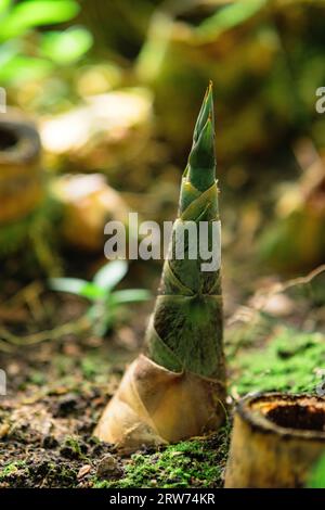 germe de bambou émergeant de la terre dans le sous-bois ombragé Banque D'Images
