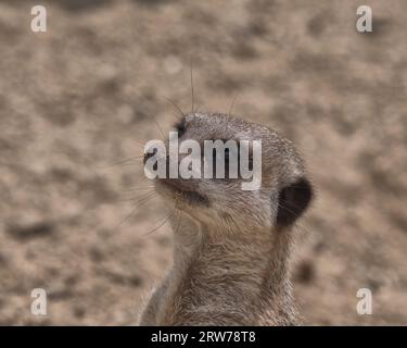 À queue fine meerkat Banque D'Images