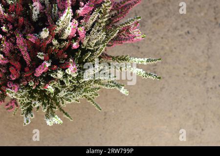 Fleurs Calluna ou Heather sur fond de béton avec espace de copie, vue de dessus Banque D'Images