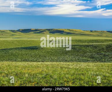 Collines des prairies près de choteau, Montana Banque D'Images