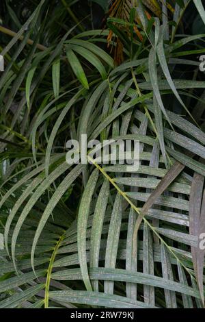Feuilles de palmier tropicales luxuriantes créant des motifs verts naturels en Cornouailles Banque D'Images