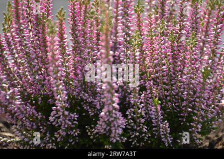 Fond de fleurs Calluna ou Heather Banque D'Images