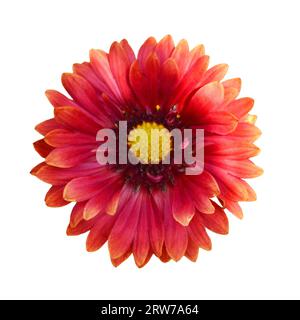 Fleur de couverture isolée sur fond blanc. Macro image de fleur de bordeaux de Gaillardia. Banque D'Images