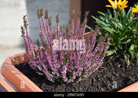 Calluna ou plante de fleur de Heather poussant dans le pot de fleur Banque D'Images