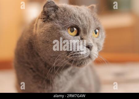 Gros plan du visage d'un chat de race britannique. Le chat regarde quelque chose. Un chat gris de race pure regarde attentivement quelque part. PET Banque D'Images