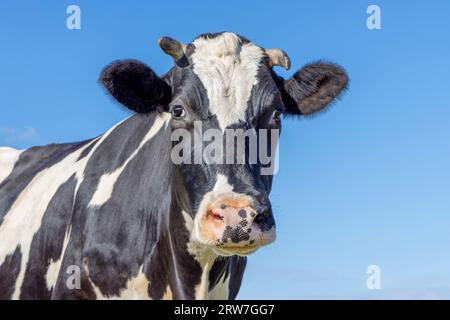 Visage de vache à cornes noir et blanc, sympathique regardant avec un nez rose, devant un ciel bleu Banque D'Images